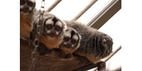 „Az állami állatkertek nélküli országgá válás útján járunk” – Costa Ricában végleg bezárták az állatkerteket￼